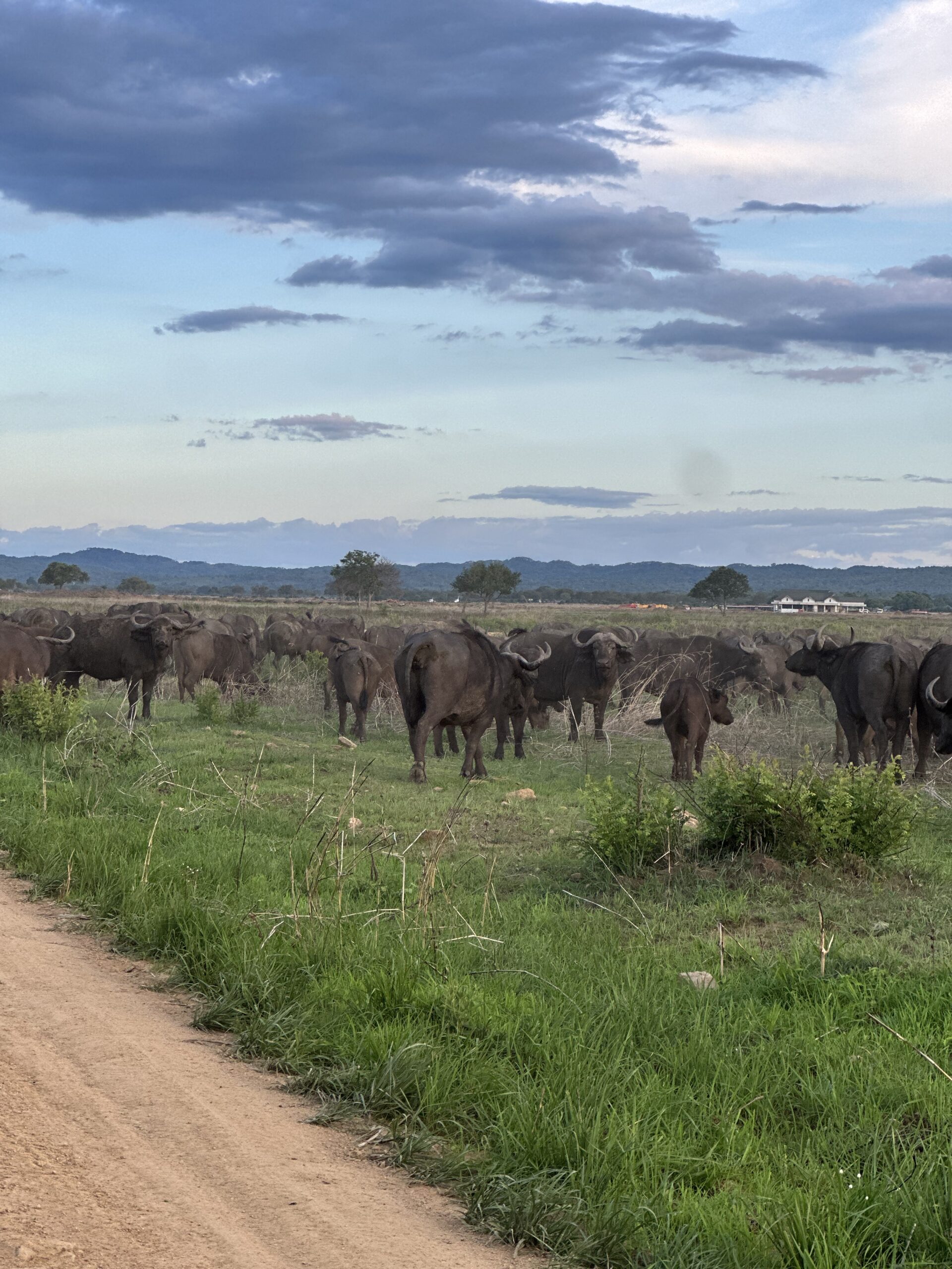 A wildlife herd beside a safari road in Tanzania
