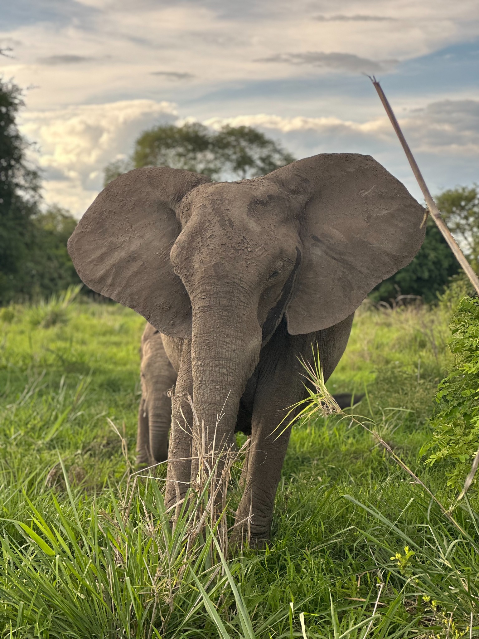 A young elephant facing the camera during a Tanzania safari