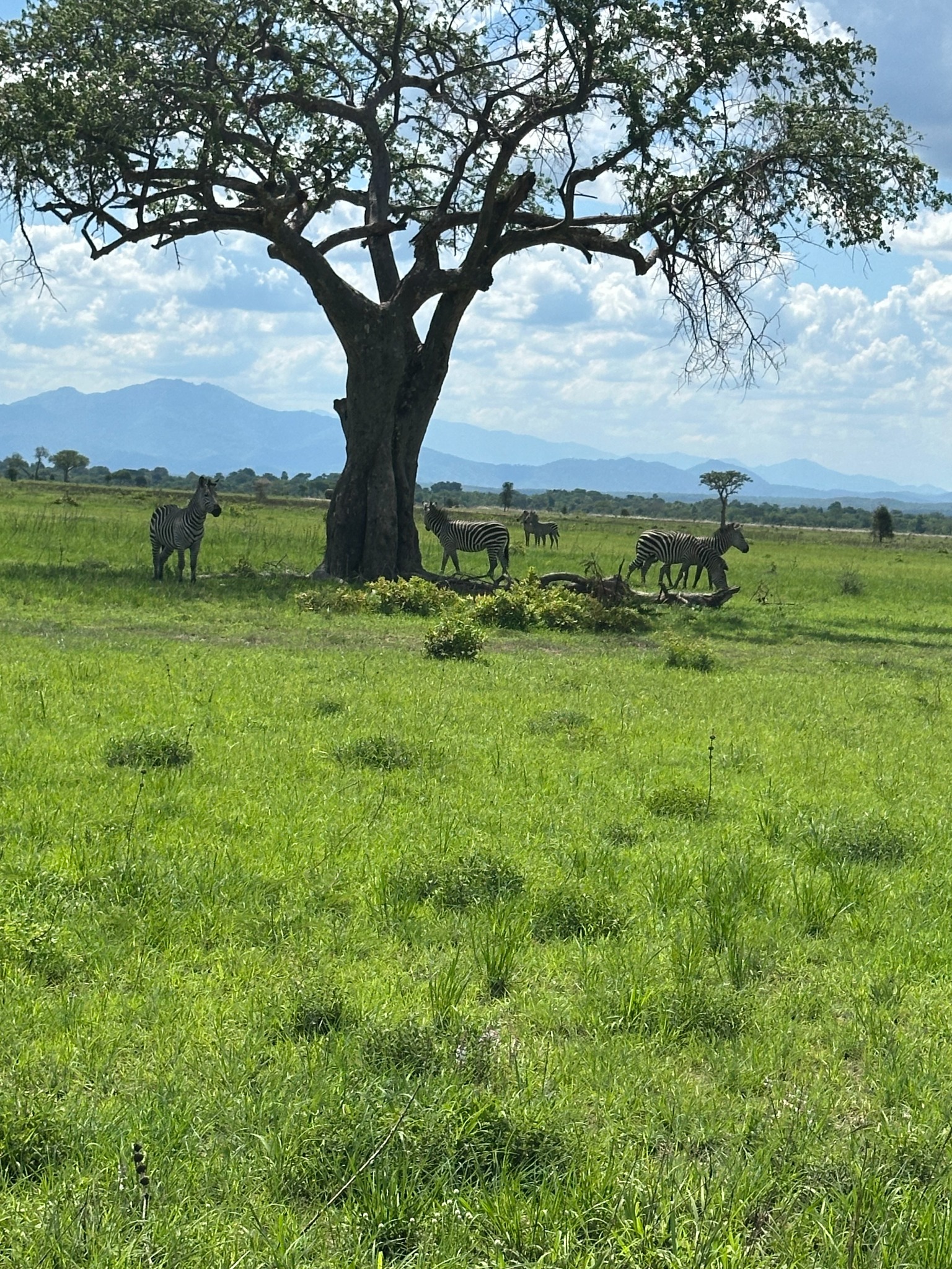 Zebras standing beneath a tree with mountains in the distance in Tanzania